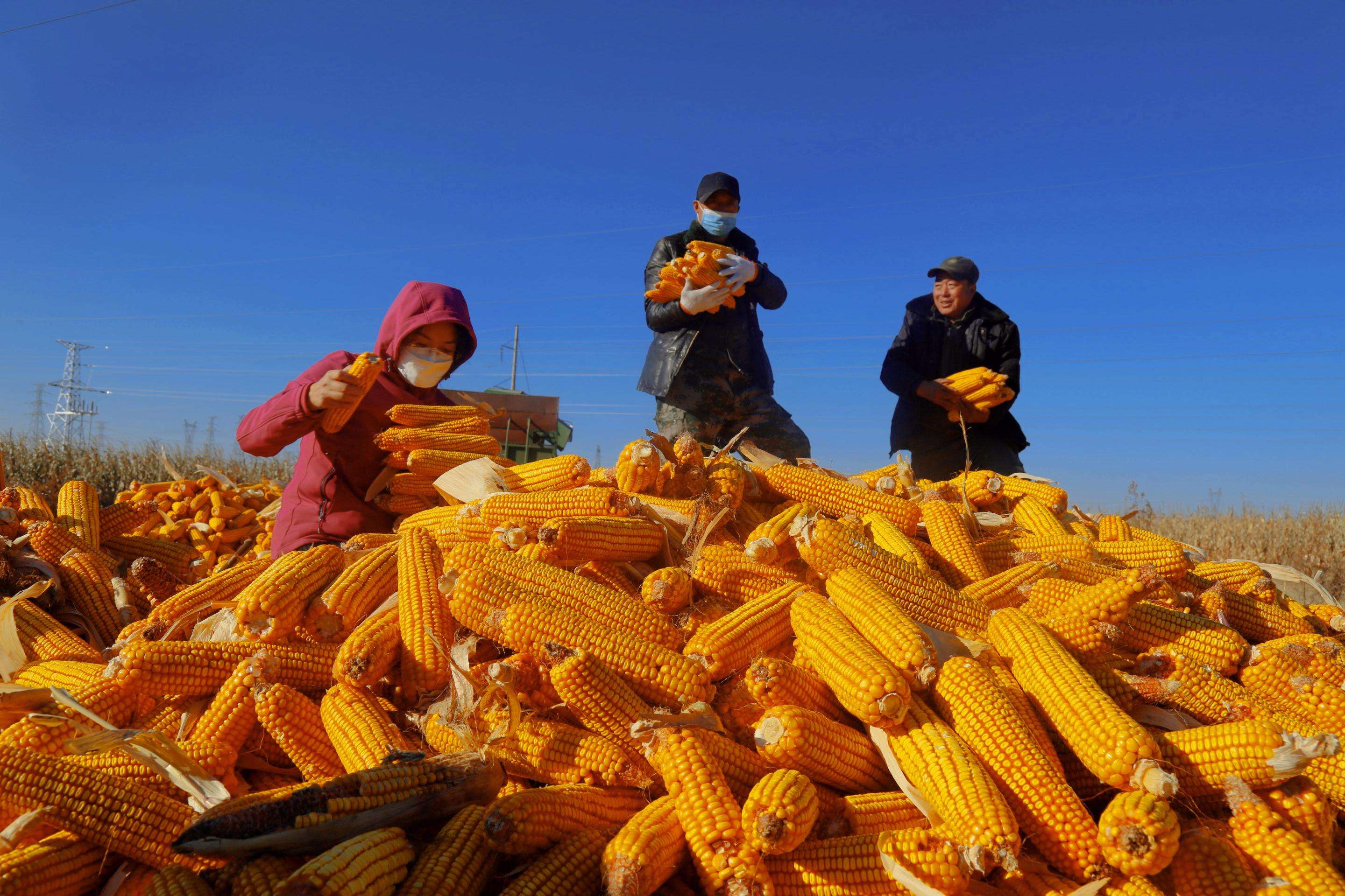 拜泉县鲜食玉米产业崛起助力农民增收致富新路径探索