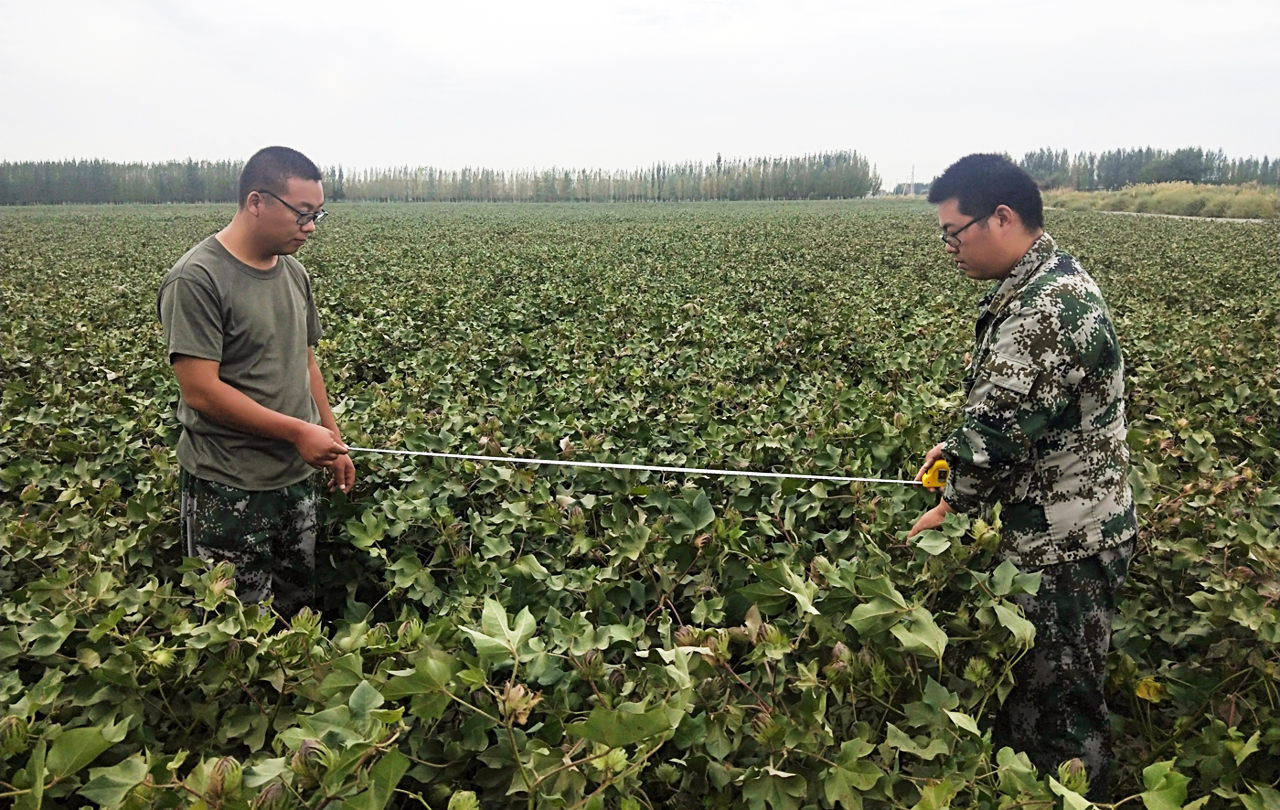 探索现代化种植理念 深入改革万亩棉田管理新模式