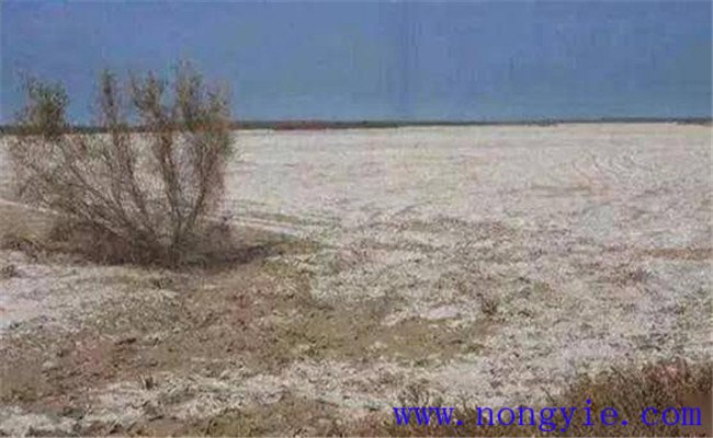 盐碱地形成原因有哪些？如何防治好？