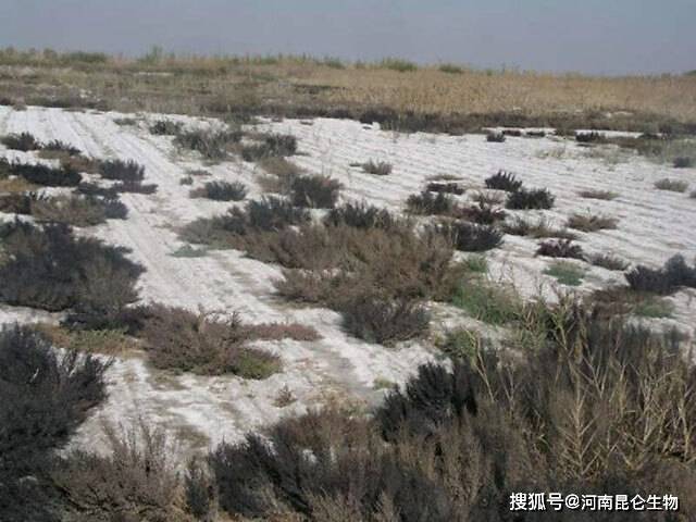 盐碱地形成原因有哪些？如何防治好？