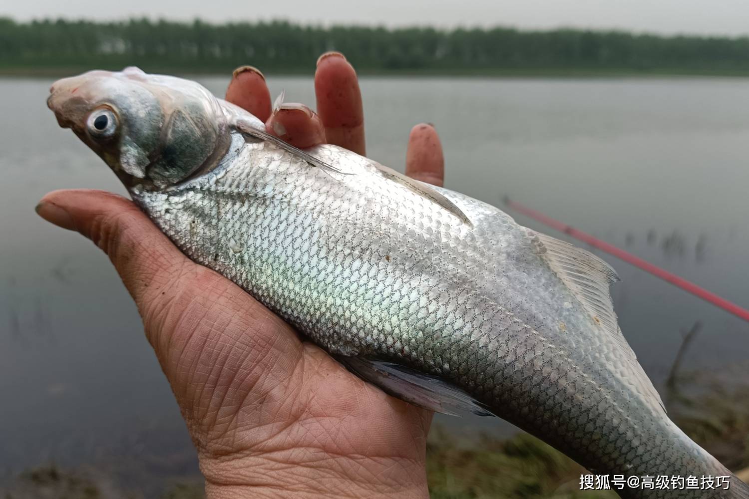 星穹铁道再度引发热议 钓鱼玩家纷纷化身翘嘴大咖引发热潮