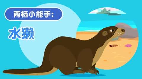 你了解如何正确轻抚水獺的小巧手吗？一起来探索这份温馨的互动吧！