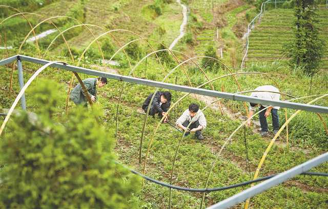 重庆开州打造中国最大崖柏人工繁育基地助力生态保护与经济发展双赢