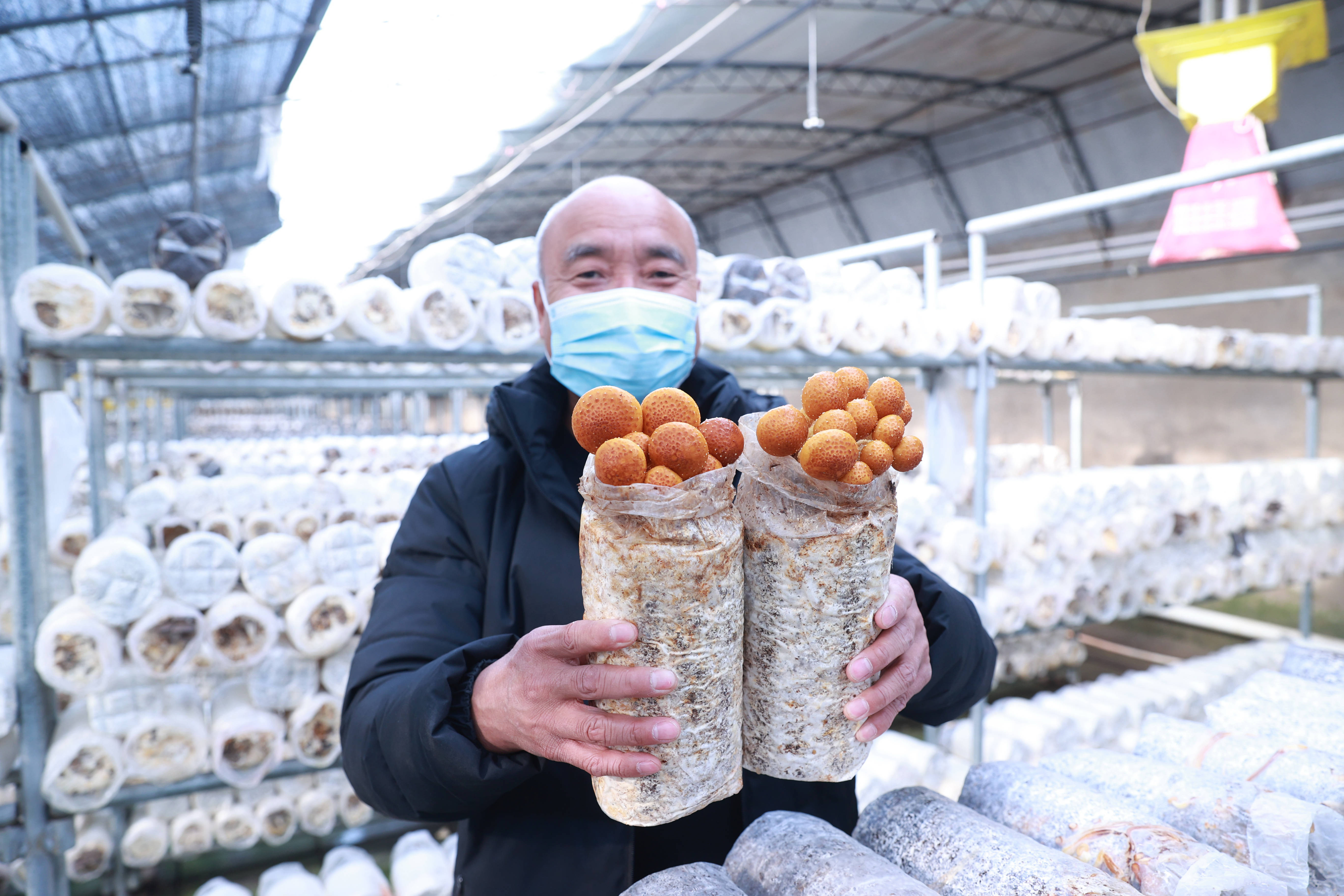 汤原县积极探索小蘑菇种植新模式 助力乡村振兴实现经济飞跃