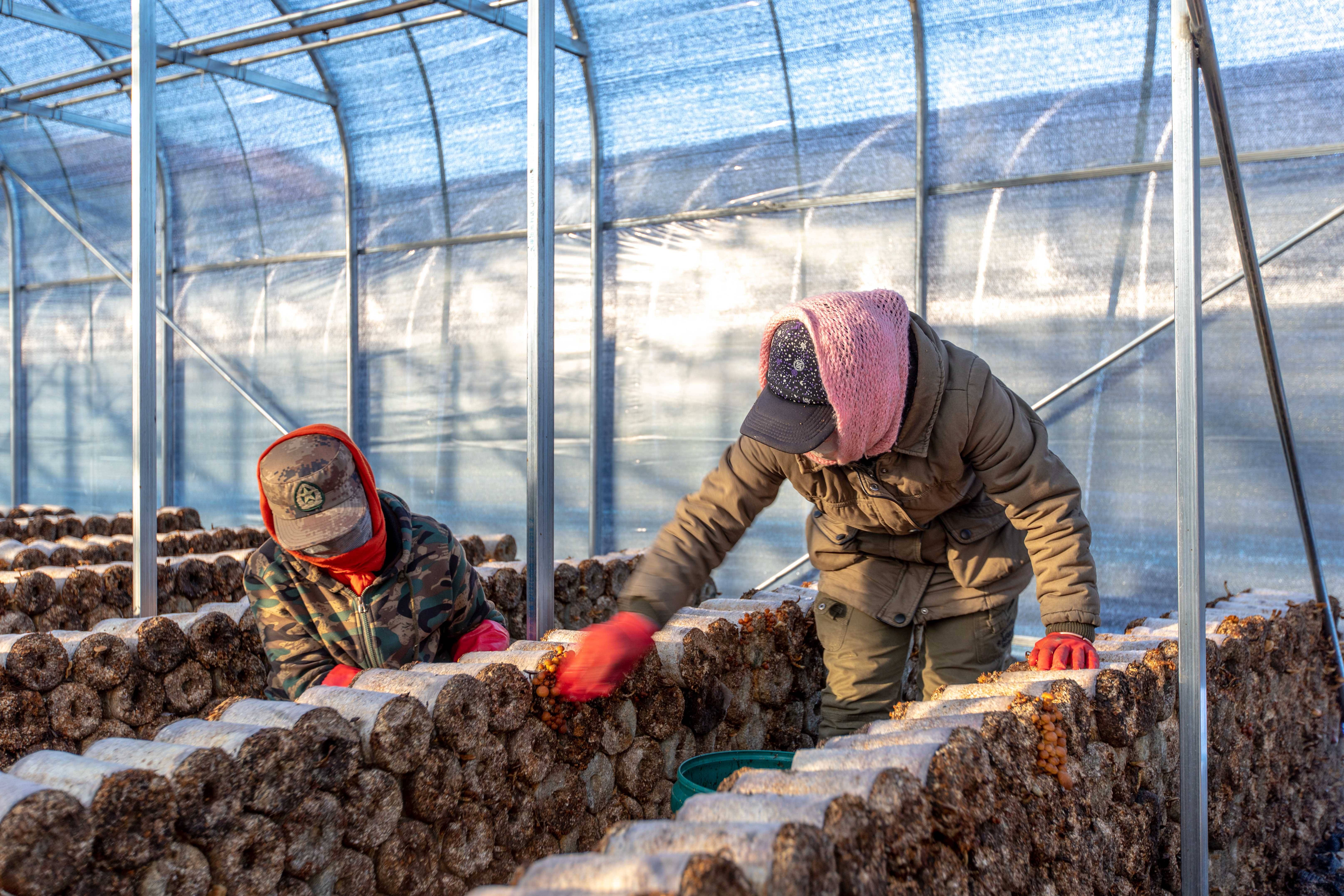 汤原县积极探索小蘑菇种植新模式 助力乡村振兴实现经济飞跃