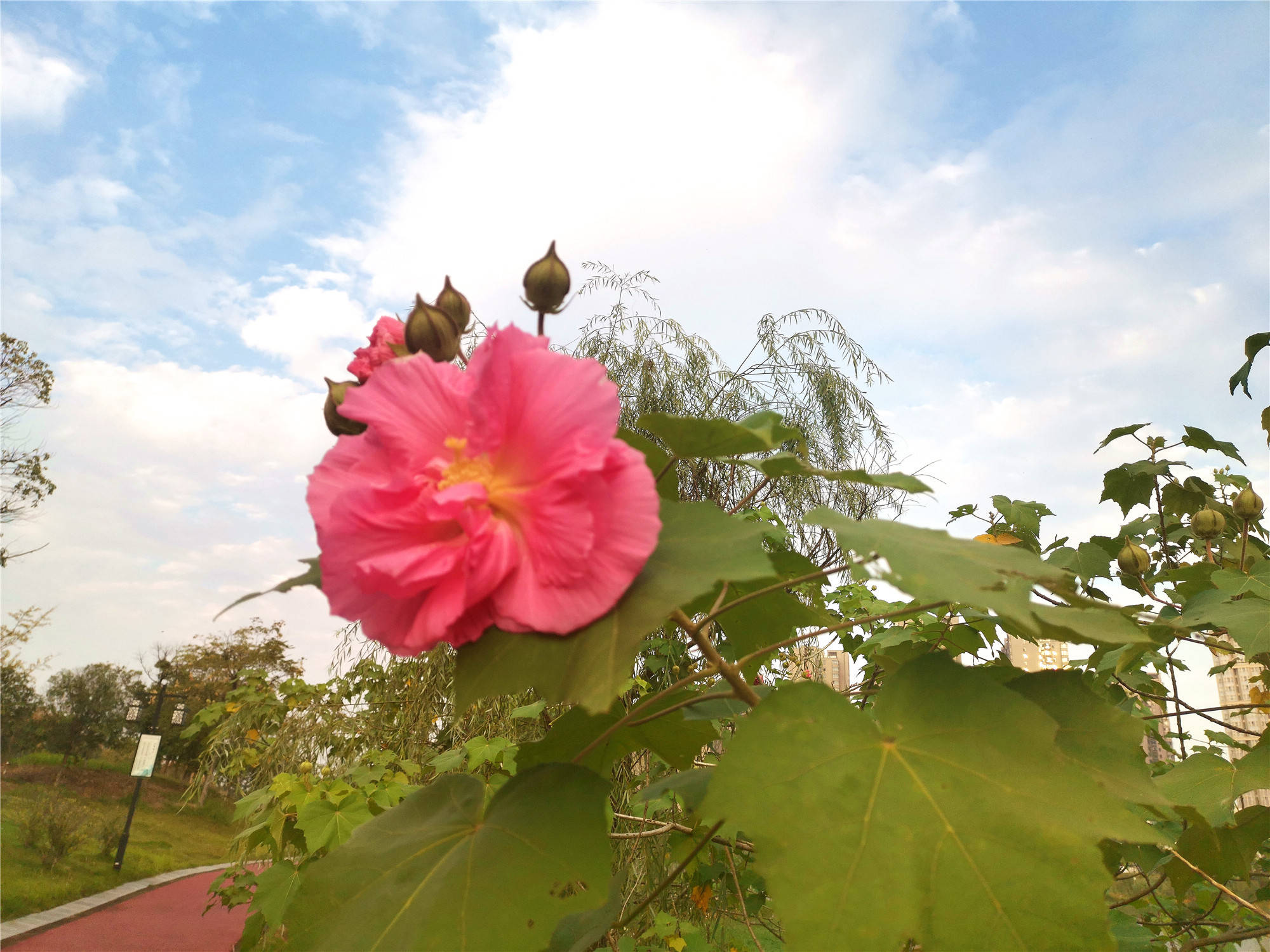 江西赣州的木芙蓉花如诗般绽放香气四溢令人陶醉的盛景即将来临