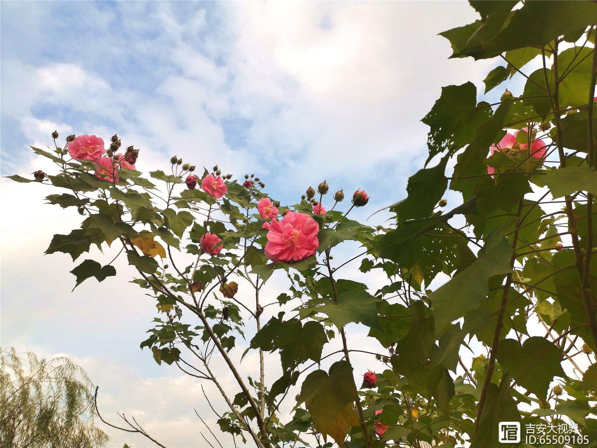 江西赣州的木芙蓉花如诗般绽放香气四溢令人陶醉的盛景即将来临