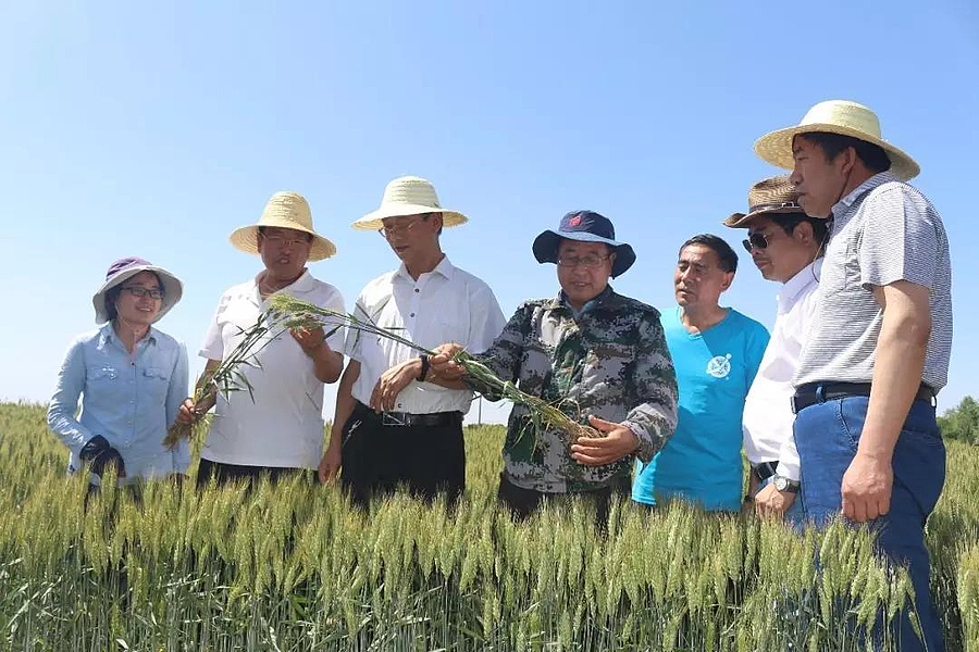 各地推广优质种子与高效农业技术 助力丰收年年有余