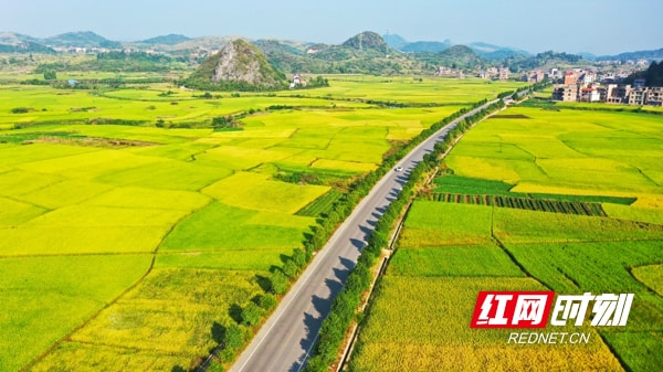 湖南永州展现农业与交通的和谐美景稻田与高速公路交融的乡村风貌