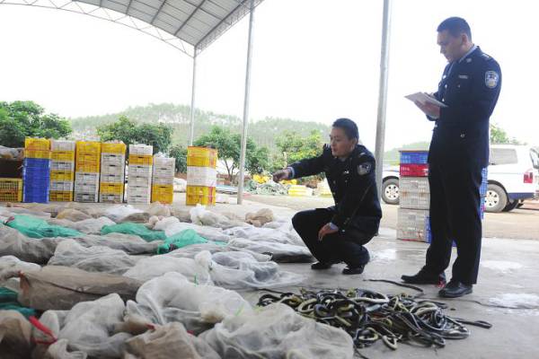 广西靖西边境警方成功打击走私活动 2.7吨活体蛇类被查获震惊社会