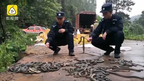 广西靖西边境警方成功打击走私活动 2.7吨活体蛇类被查获震惊社会