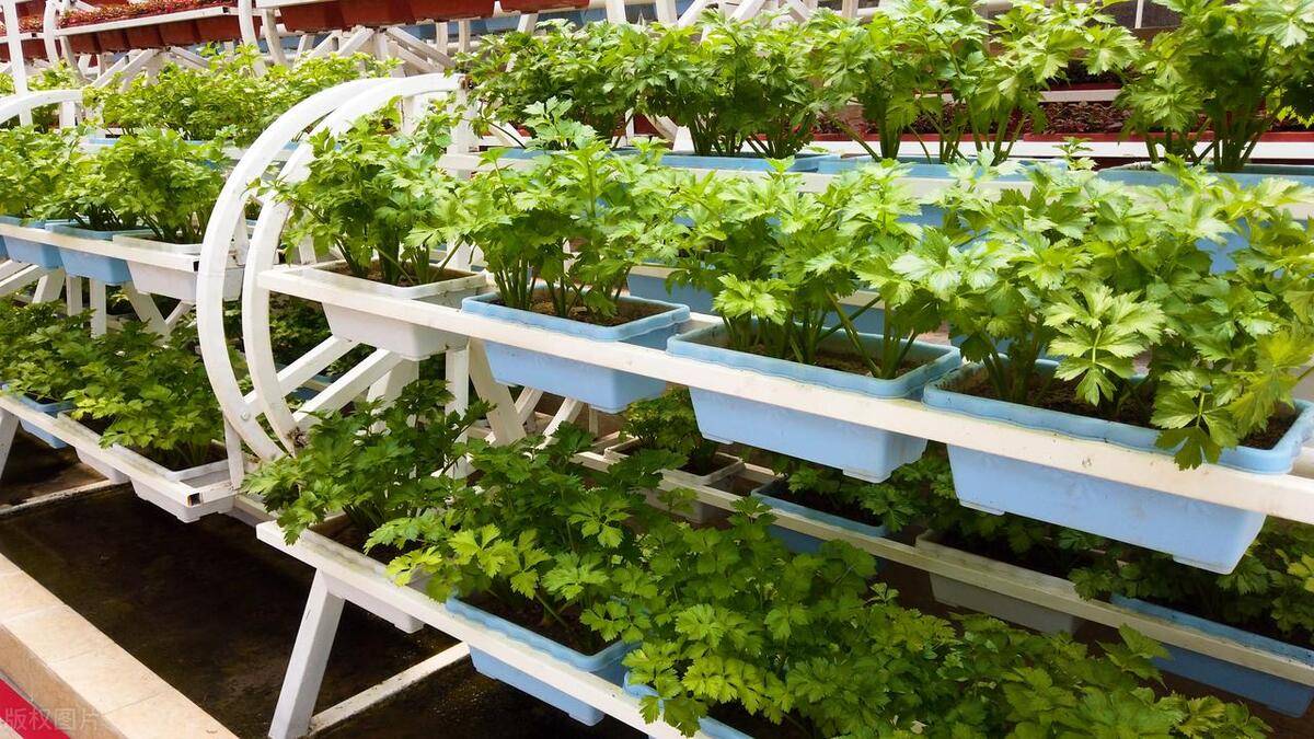 山西寿阳探索生态循环之道 让鱼菜共生实现双重水资源收获