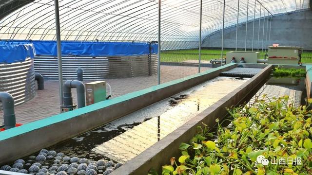 山西寿阳探索生态循环之道 让鱼菜共生实现双重水资源收获