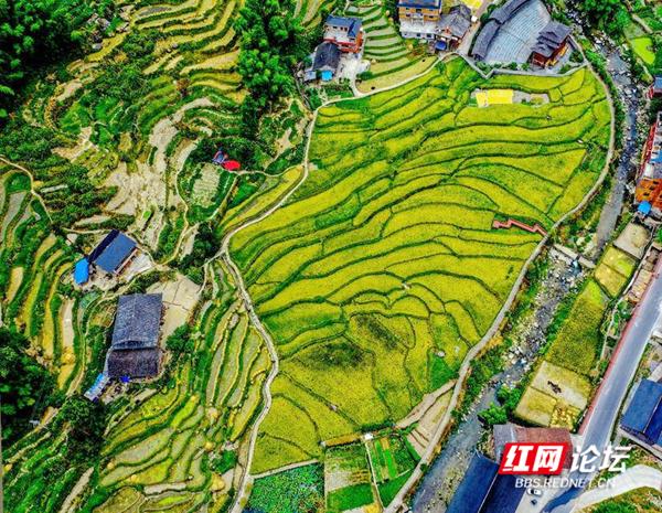 湖南娄底紫鹊界梯田迎来丰收季 稻谷成熟美丽田野增添富饶村民生活更上一层楼