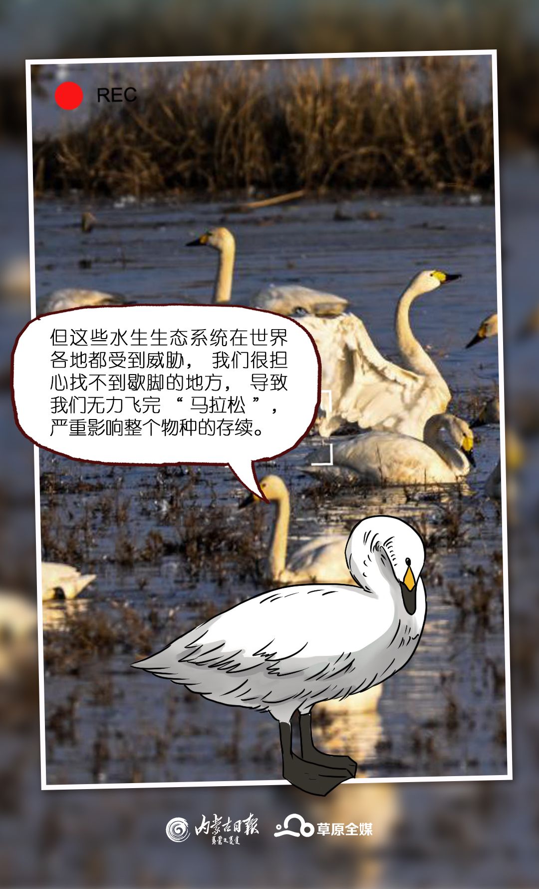 探寻新物种之旅多样化方式保护候鸟守护地球生物多样性