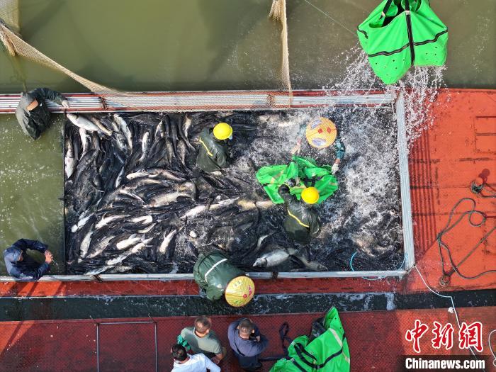 江西九江渔民迎秋捕鱼季节 水清鱼肥丰收景象引人瞩目