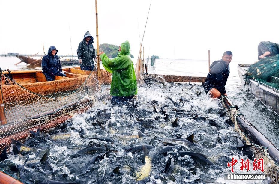 江西九江渔民迎秋捕鱼季节 水清鱼肥丰收景象引人瞩目