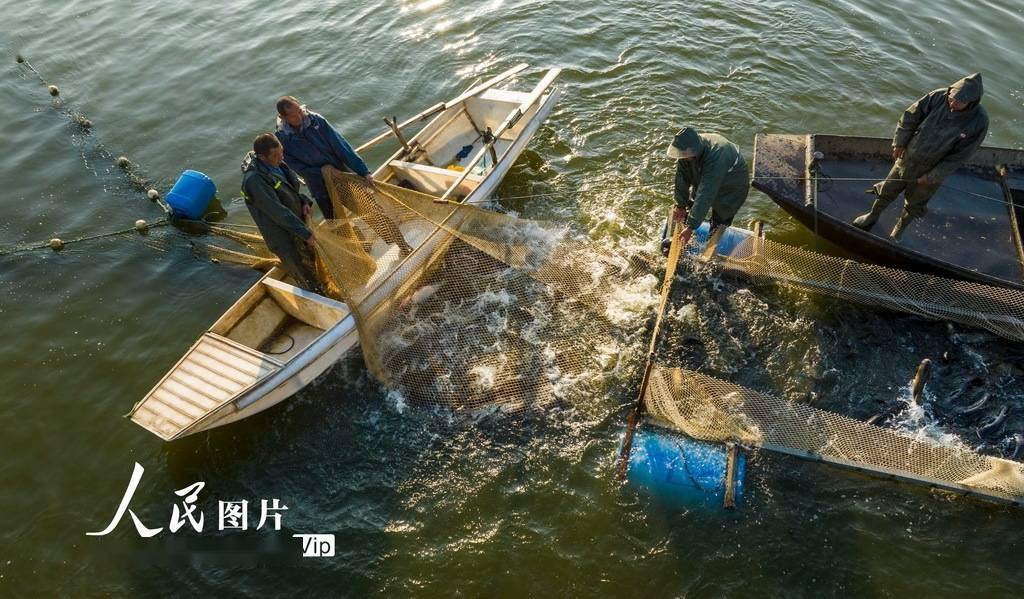 江西九江渔民迎秋捕鱼季节 水清鱼肥丰收景象引人瞩目