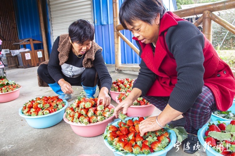 天雄村华丽变身成草莓基地见证美丽中国新风貌与农民幸福生活的完美结合