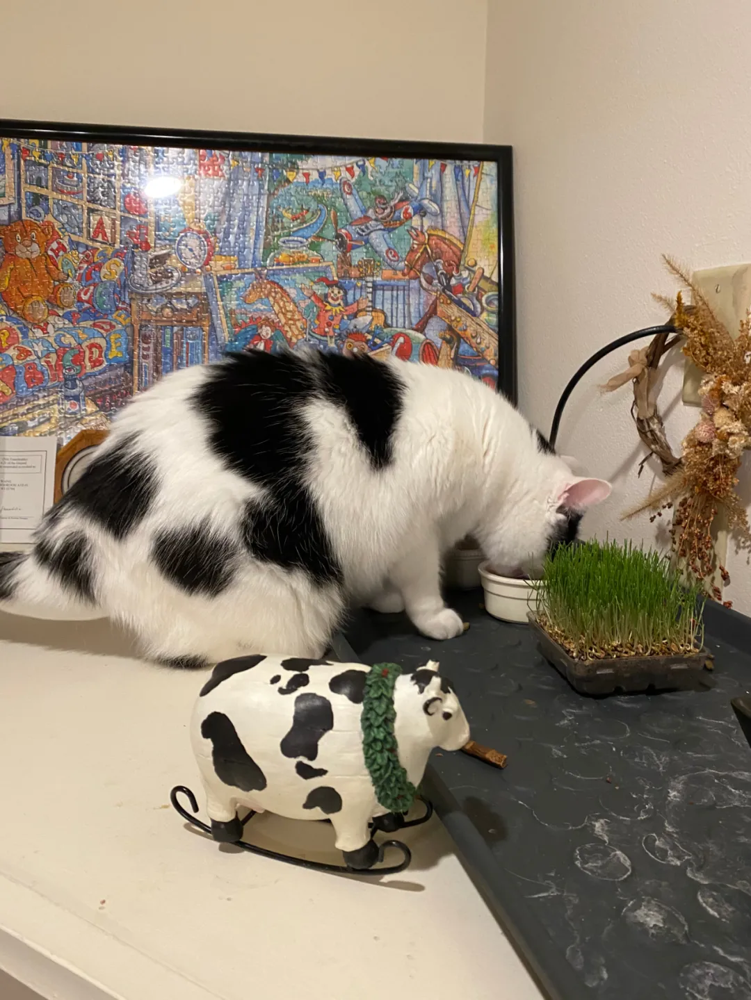 猫咪与奶牛的奇妙结合探讨它们的独特性格与潜在健康问题