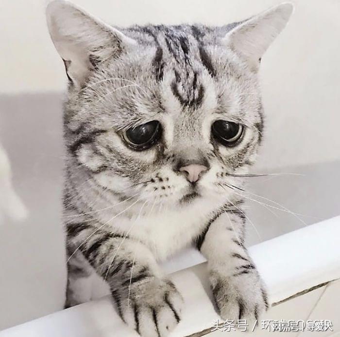 猫咪瞬间让我感觉无力无助心中涌起无法言喻的失落与无奈