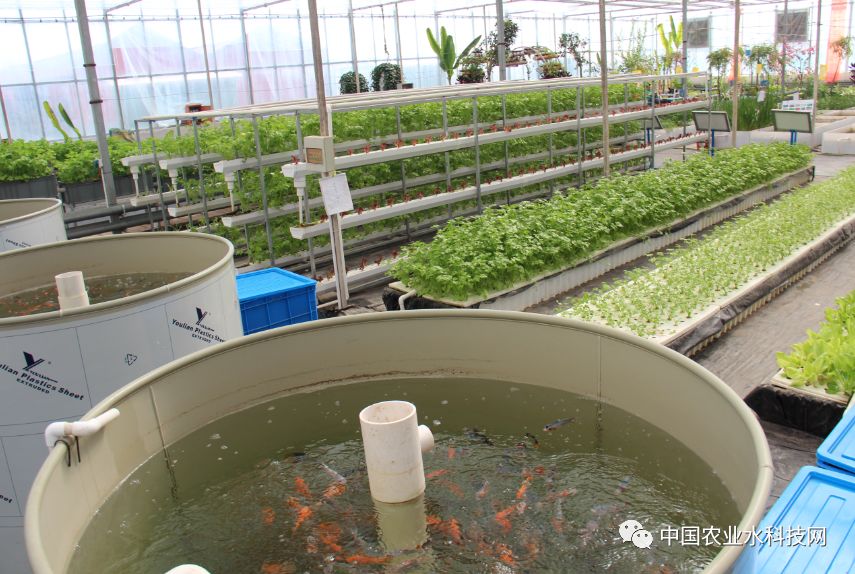 山西寿阳创新生态循环模式鱼菜共生助力可持续发展实现水资源双重利用