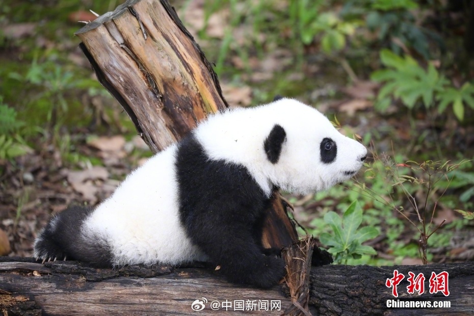 成都大熊猫幼崽将在2024年与游客亲密互动 热情挥手可爱形态令人心醉