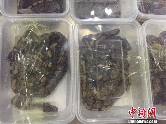 两名男子走私惊人2.7吨活体蛇被警方拘留引发公众关注