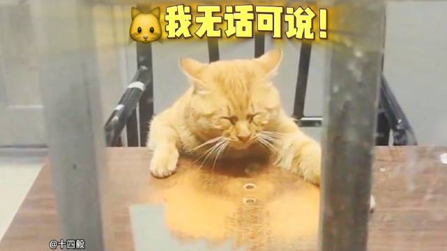 当人们无奈无语时猫咪表情引发的意外幽默瞬间解析