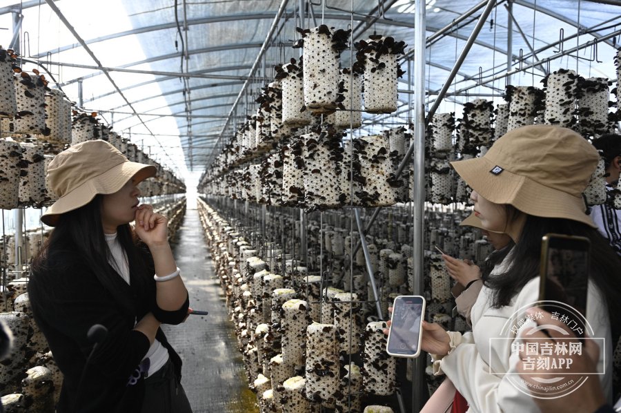 汤原县积极探索小蘑菇种植新模式 助力乡村振兴实现经济飞跃