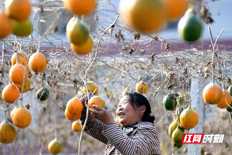新邵三百亩瓜蒌丰收季节到来 农民喜迎丰厚粮食大礼