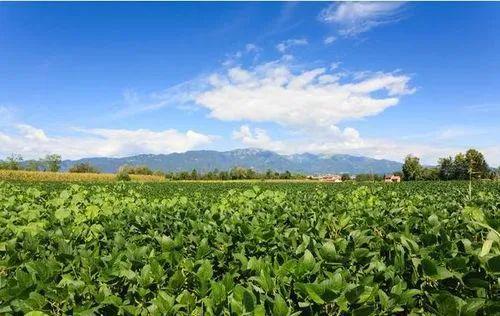 北大荒集团名山农场公司通过科技创新实现大豆单产显著提升的成功案例解读