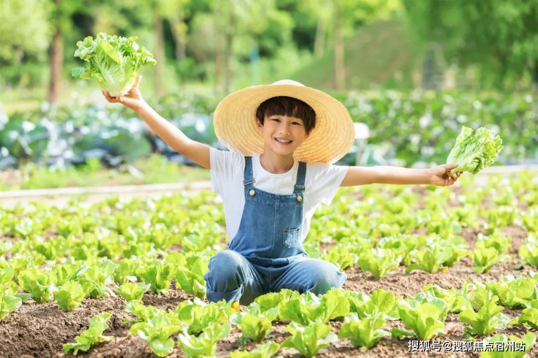 重返乡村耕耘梦想少年如何在土地上找到人生的意义与希望
