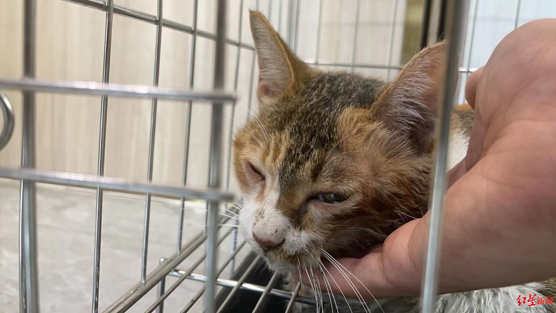 坡子街网红猫主人澄清带猫上岗并非蹭热度绝不虐待宠物的真实情况揭秘