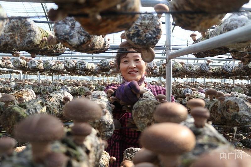 汤原县的小蘑菇如何成为乡村振兴的明亮灯塔助力美好未来