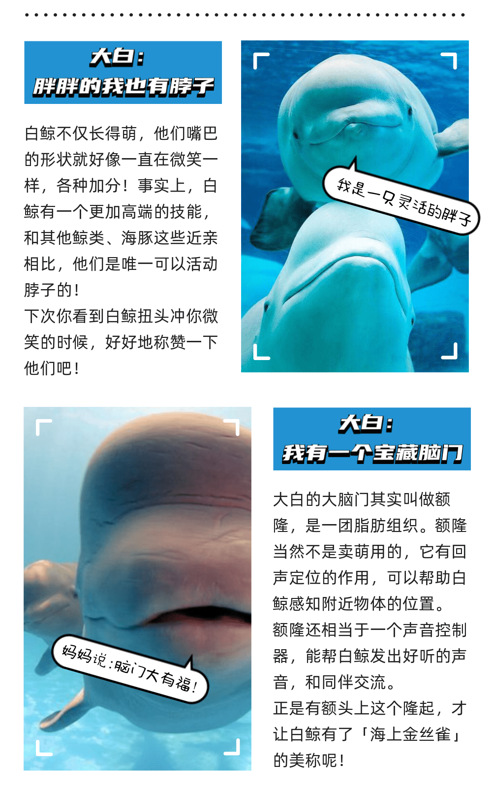 首度亮相中国海域的超级大白鲸 参与重要任务将如何改变我们的海洋监测