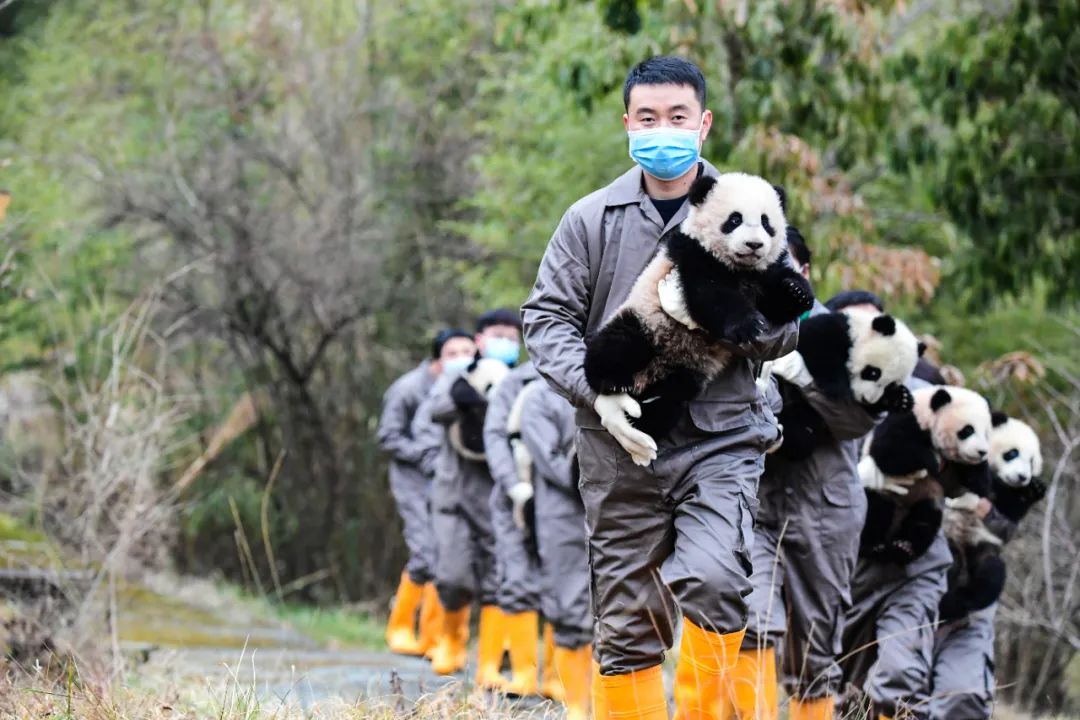 期待已久 成都2024年新生大熊猫幼崽即将与游客亲密接触 帅气挥手萌态十足